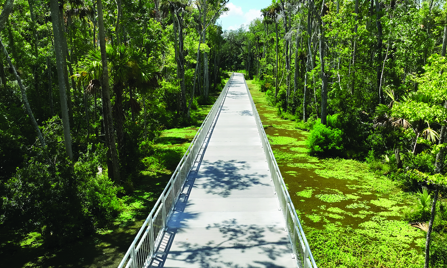 Elevated boardwalk surrounded by lush green forest and swampy area