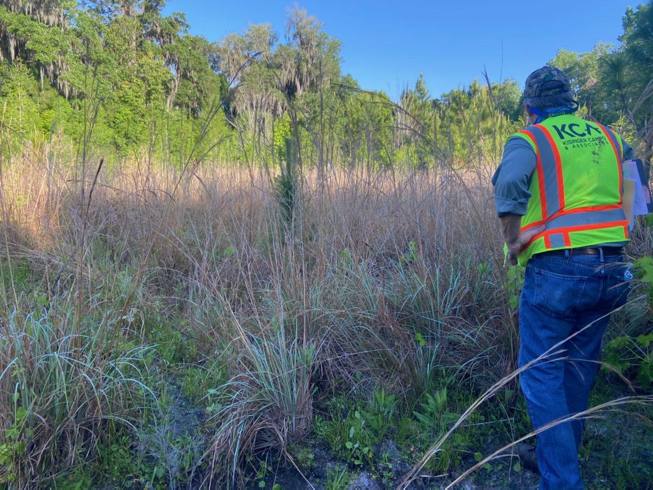 Bob Whitman in high-visibility vest, monitoring wetland vegetation, surrounded by dense, grassy foliage