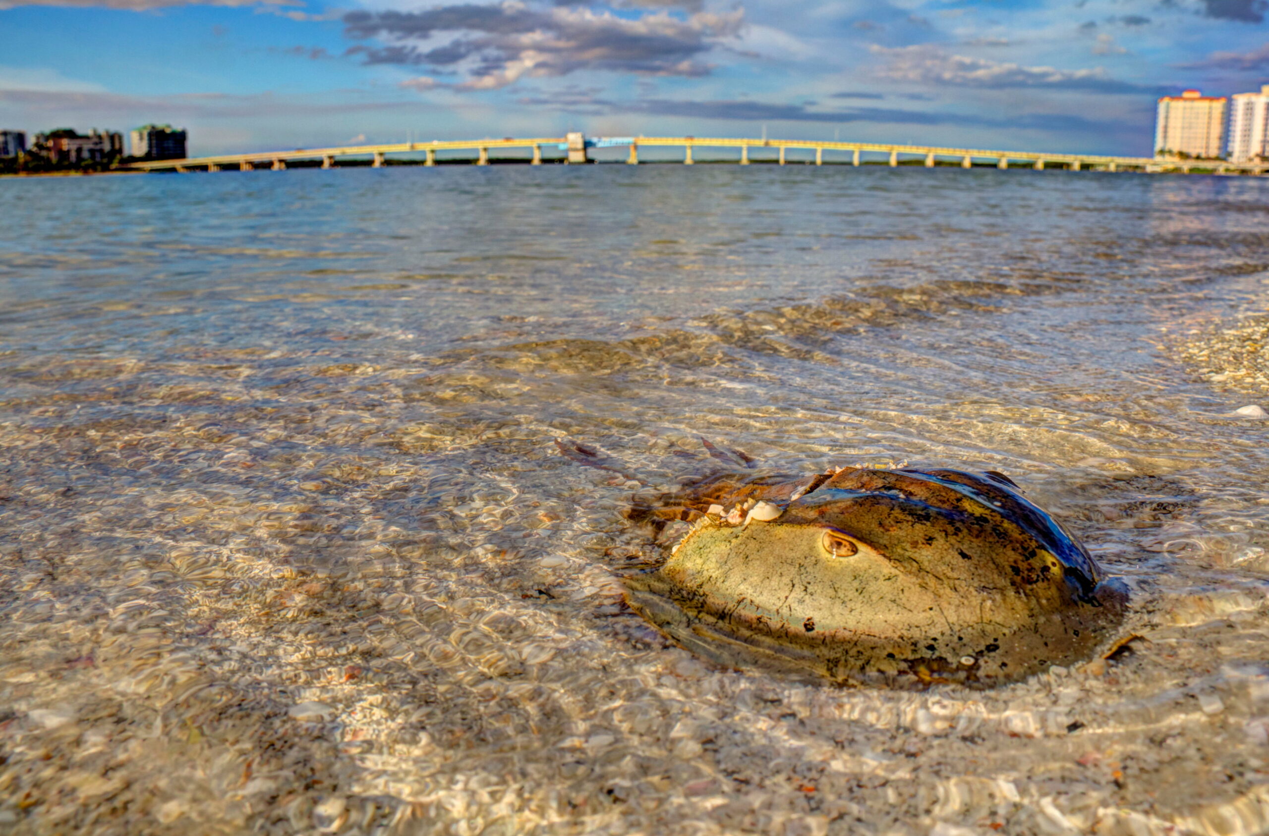 Horseshoe crab partially submerged in clear shallow water with a distant bridge and skyline
