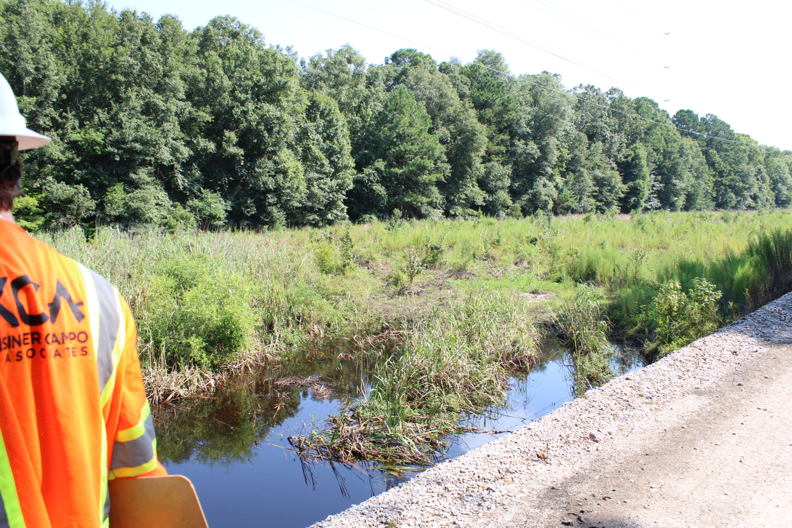 Person in high-visibility vest observing lush, grassy wetland area adjacent to wooded forest