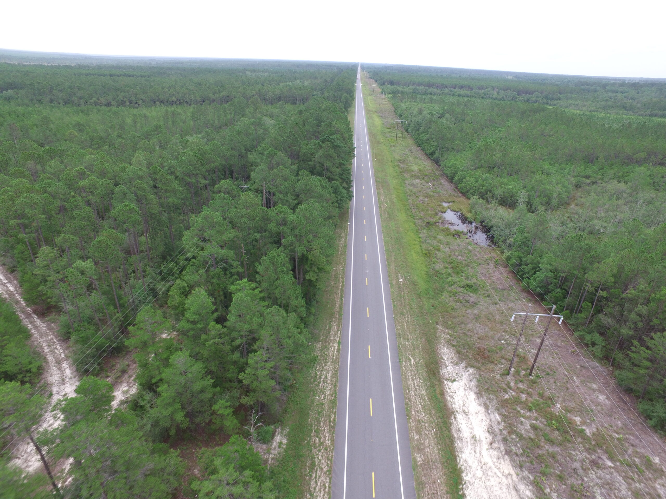 Straight road through dense green forest with power lines