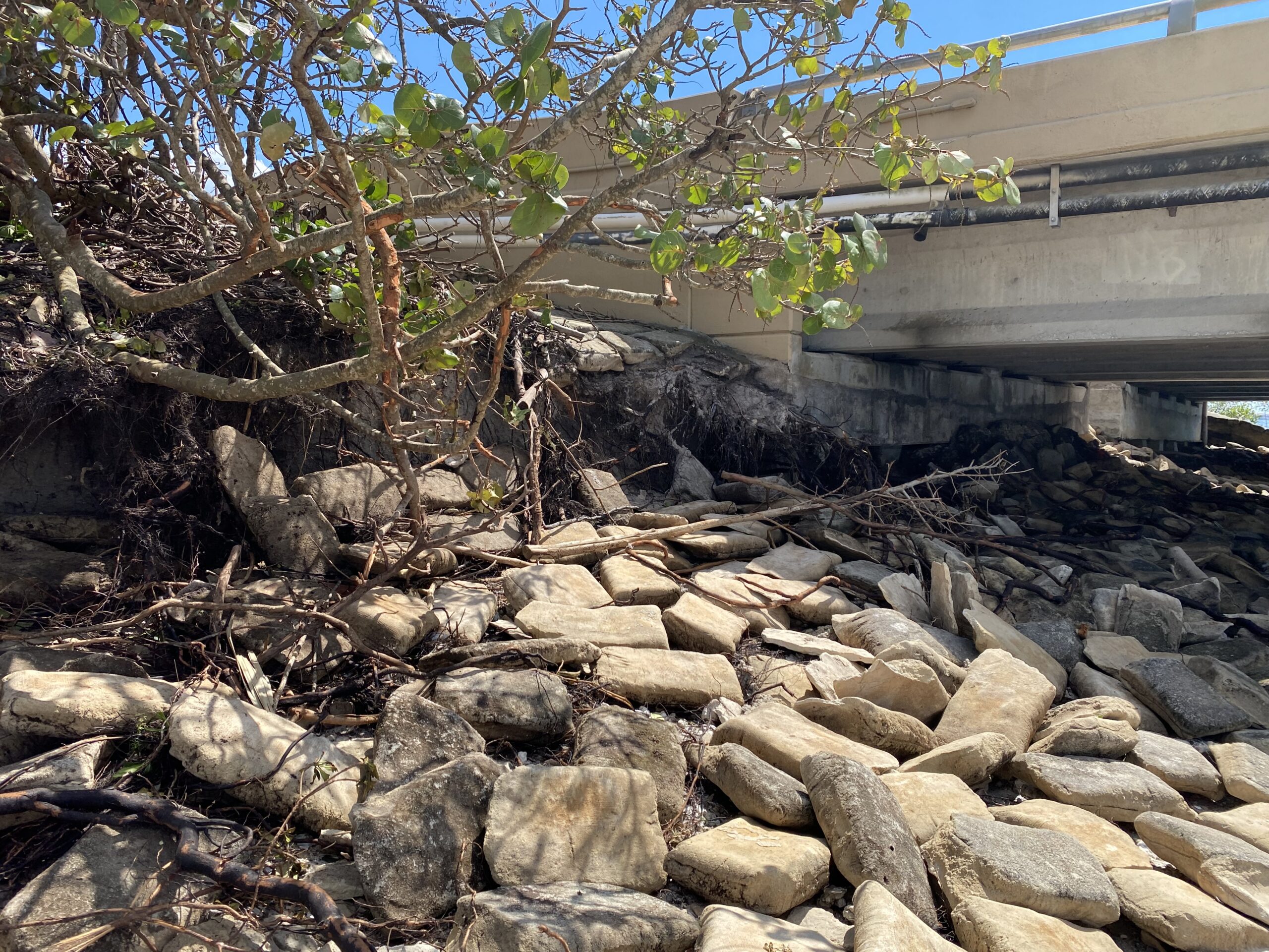 Large boulders and tree under concrete bridge, with branches extending outward