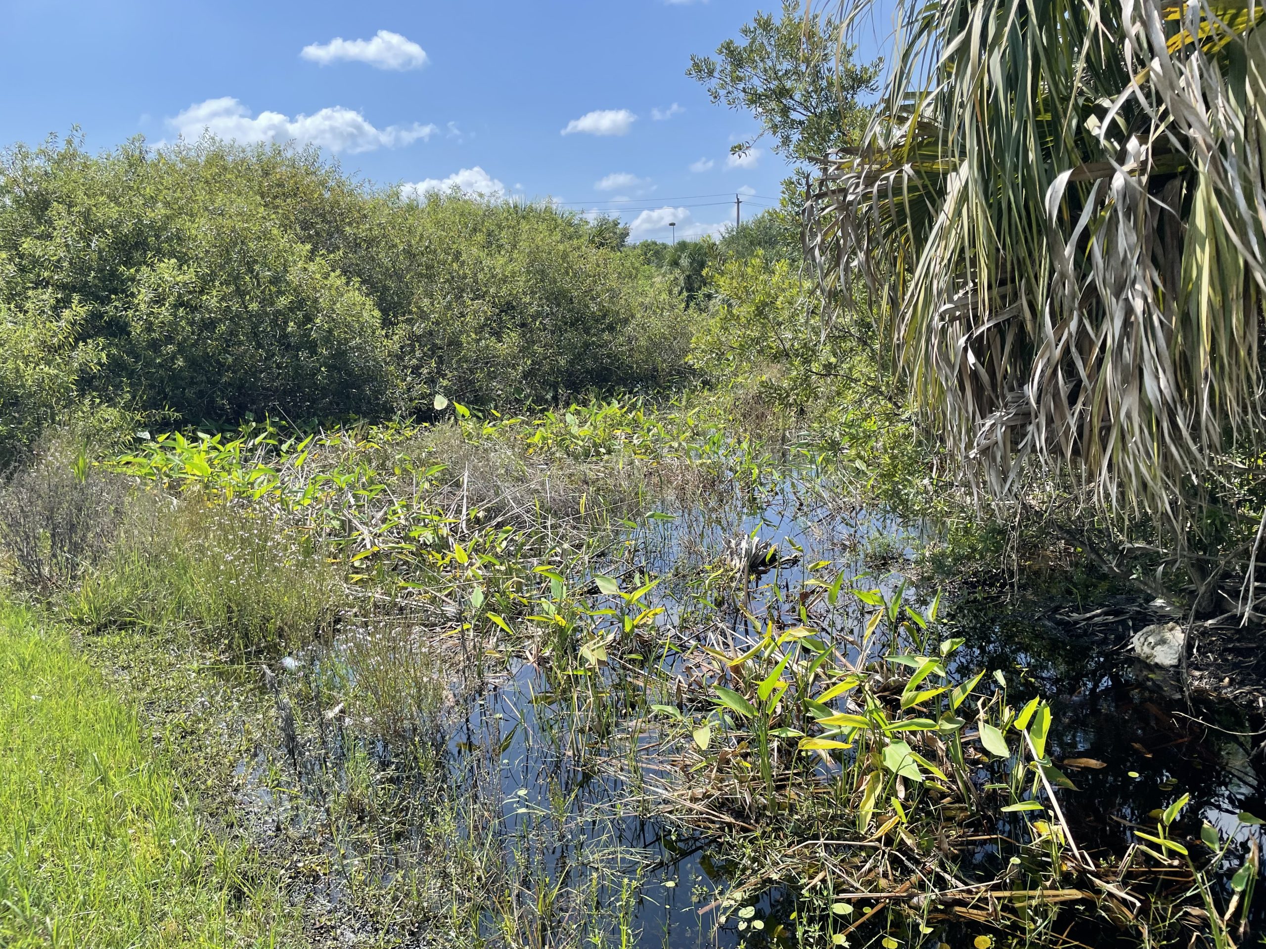 Wetland scene with dense greenery and a small pond under blue sky