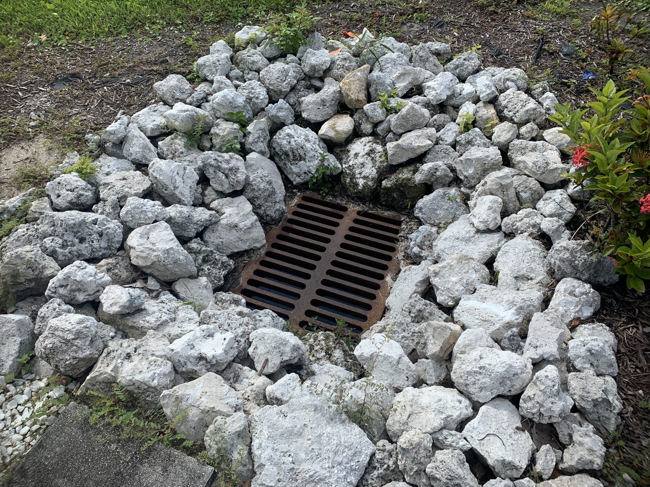 Drainage grate surrounded by numerous gray rocks and green foliage